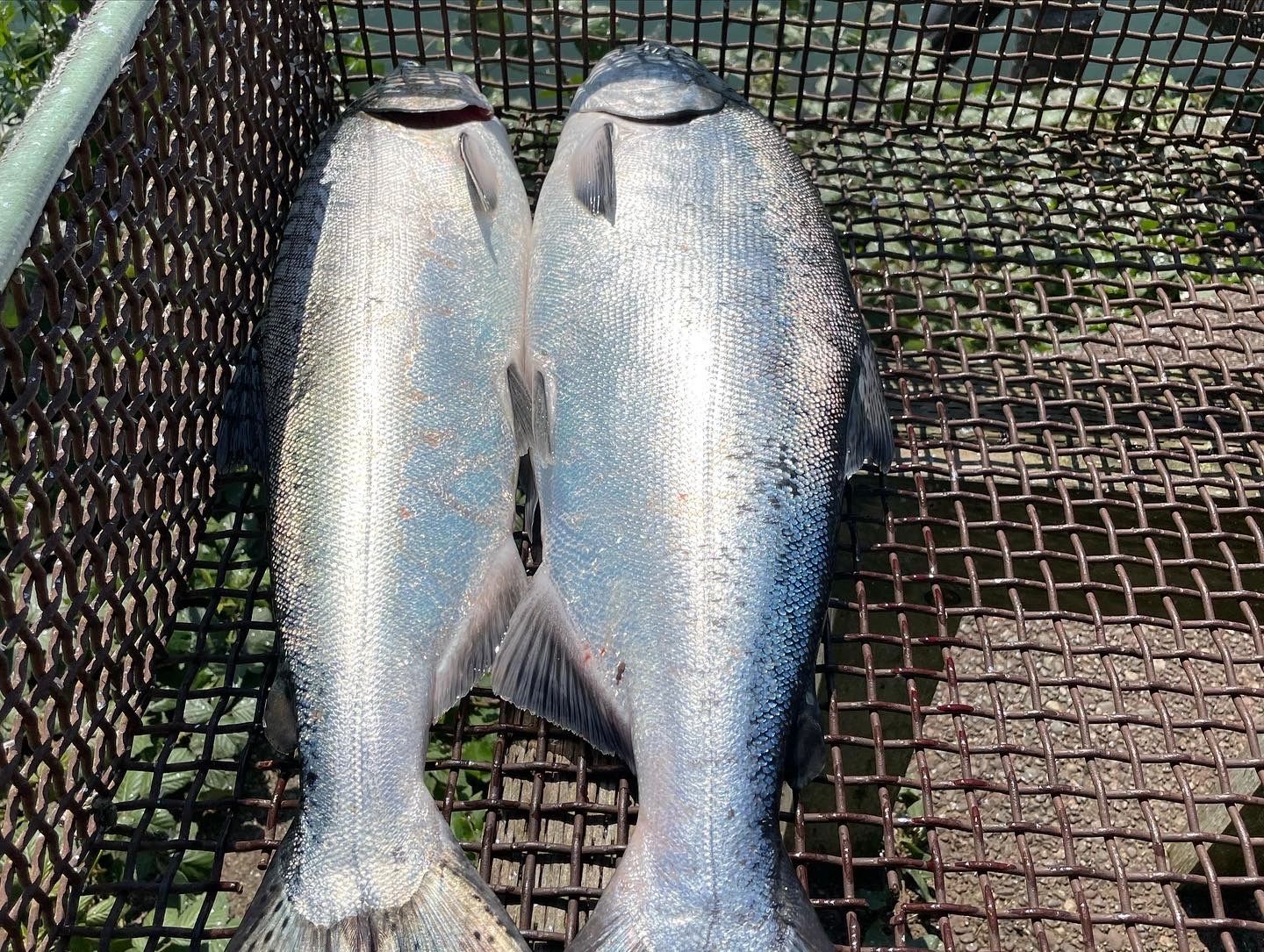 Photo 31 from the original fishing gallery