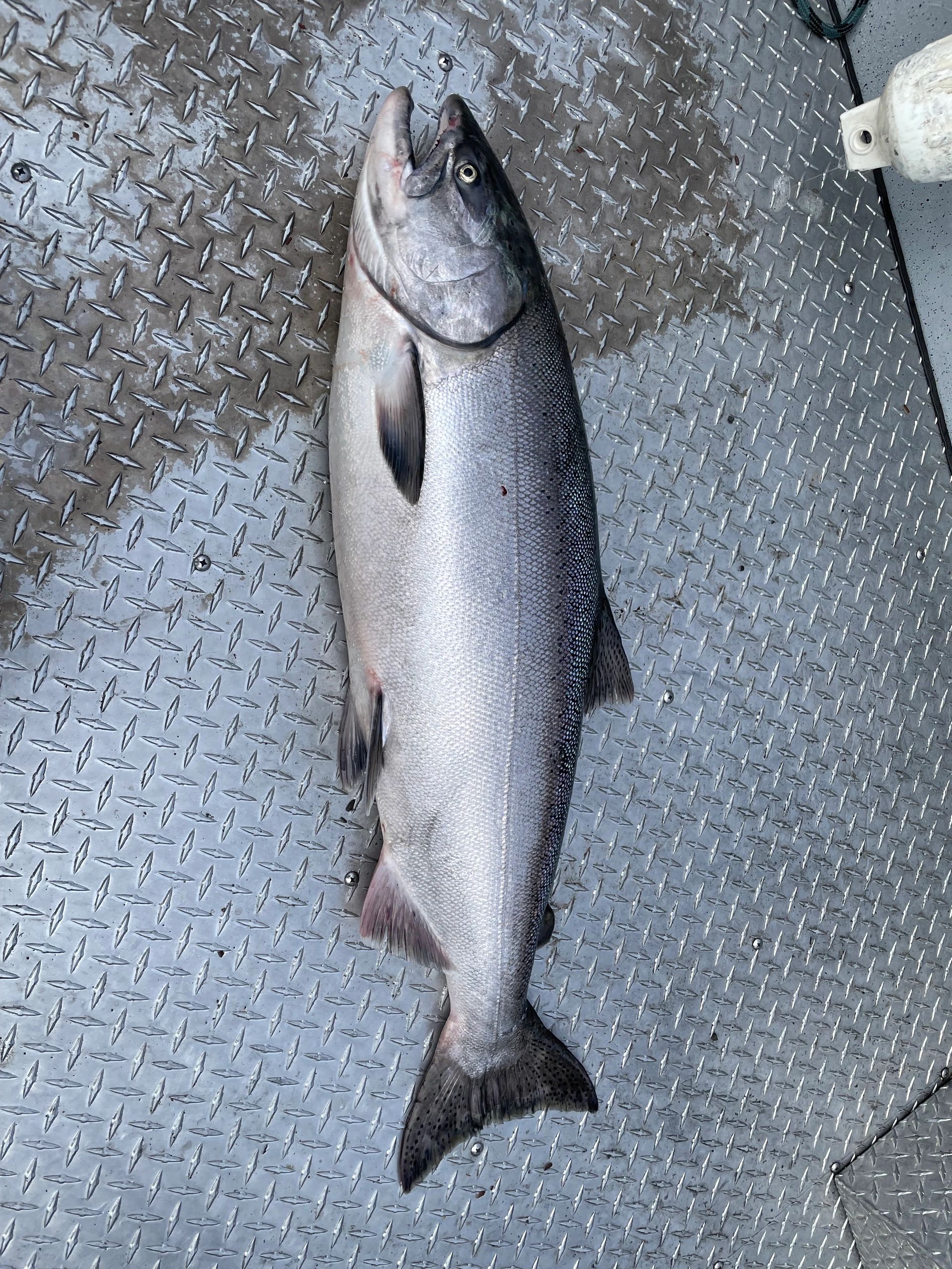 Photo 37 from the original fishing gallery